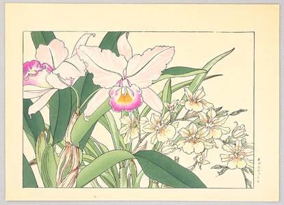 Yoshimoto Gesso: Orchids - Artelino