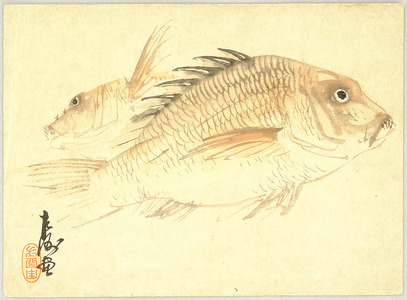 Unknown: Two Bream - Artelino