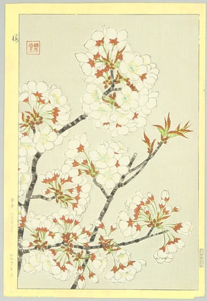 Kawarazaki Shodo: Cherry Blossoms - Artelino