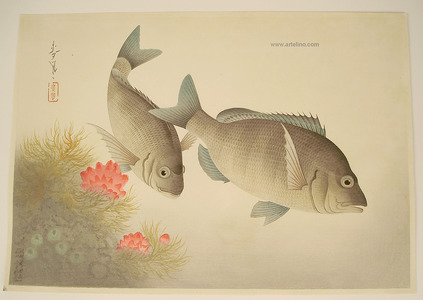 Ono Bakufu: Black Sea Bream - Pictures of Fish in Japan Vol.3 - Artelino