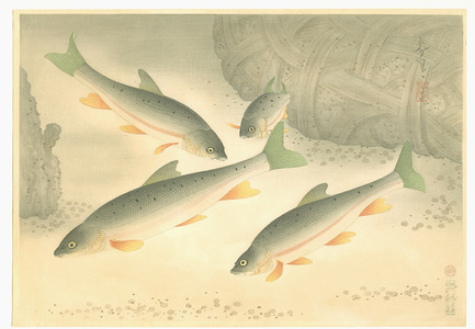 Ono Bakufu: Dace - Pictures of Fish in Japan Vol.3 - Artelino
