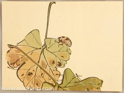 Japanischer Druck "Cicada on Leaf" von Unknown, 無款 (null)