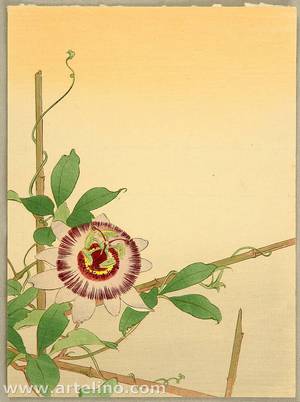 Unknown: Passion Flower - Artelino