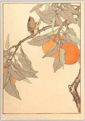 Imao Keinen: Keinen's Bird and Flower Picture Album - Satsuma Orange and Bird - - Artelino