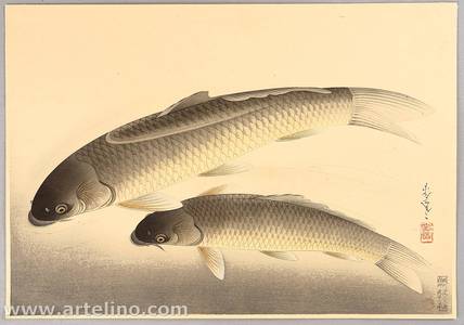 Ono Bakufu: Pictures of Fish in Japan - Carp - Artelino