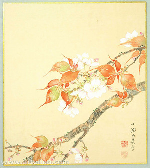 Kano Baisai: Cherry Blossoms - Artelino