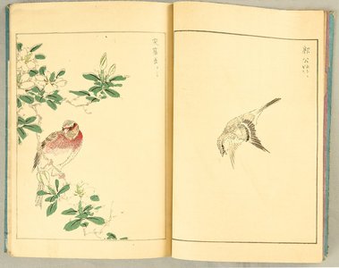 Unknown: Book of Birds and Flowers - Artelino