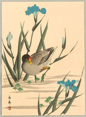 今尾景年: Bird and Iris - Artelino