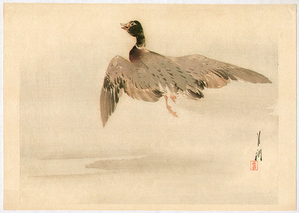 尾形月耕: Gekko's Twelve Bird-and-Flower - Flying Mallard - Artelino