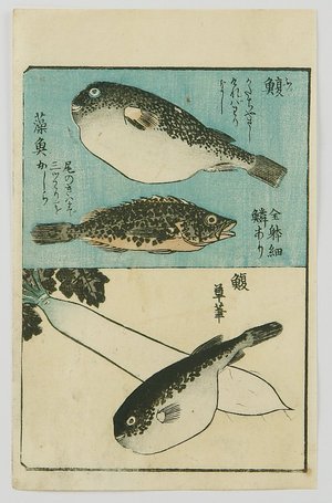 Utagawa Hiroshige: Tebiki Gusa - Puffer Fish - Artelino