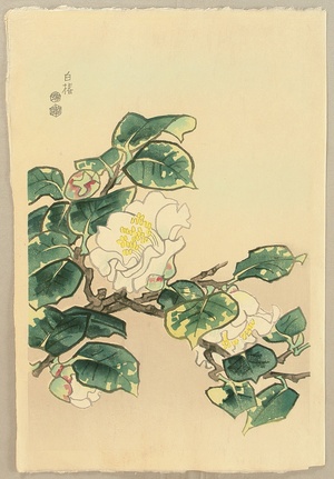 Kotozuka Eiichi: White Camellia - Artelino