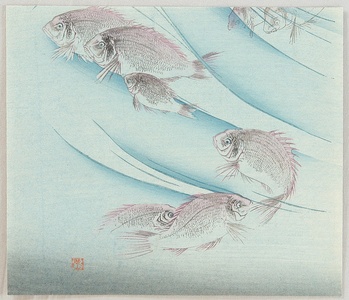 Unknown: Sea Bream in the Ocean - Artelino