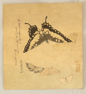 Kubo Shumman: Butterflies - Artelino