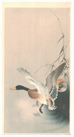 小原古邨: Mallard Flying from a Pond - Artelino