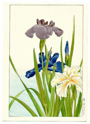 Nishimura Hodo: Iris - Artelino