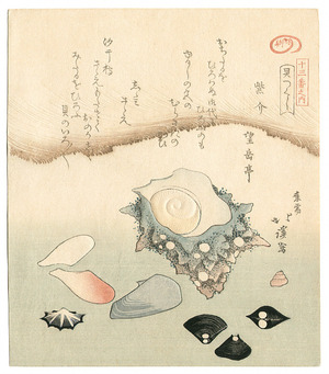 魚屋北渓: Seashells (surimono) - Artelino