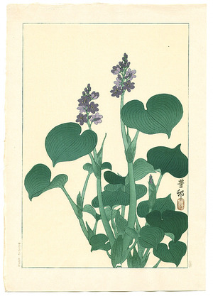 Ohara Koson: Purple Flowering Hosta (Muller Collection) - Artelino