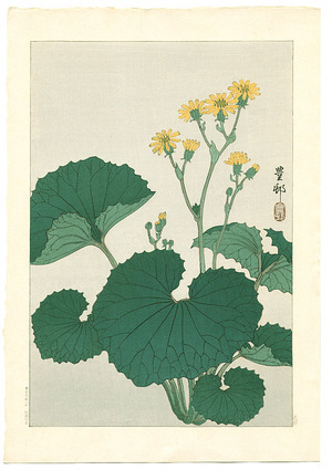 Ohara Koson: Ligularia (Muller Collection) - Artelino