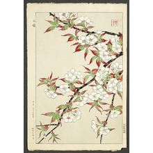 Kawarazaki Shodo: Wild Cherry Blossoms - Artelino
