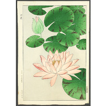 Kawarazaki Shodo: Water Lily - Artelino