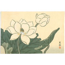 Ogata Korin After: White Lotus - Artelino