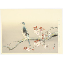 Kodama Kibo: Bulbul on Cherry branch - Artelino