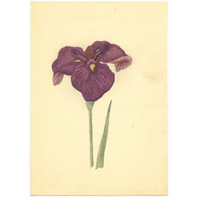 Unknown: Violet Iris - Artelino