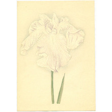 Unknown: White Iris - Artelino