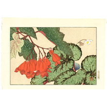 Tanigami Konan: Begonia - Artelino