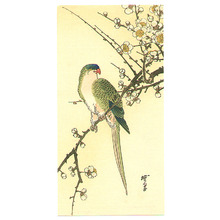 河鍋暁翠: Parakeet on a Plum Branch - Artelino