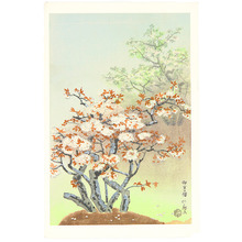 Ito Nisaburo: Cherry Blossom at Omuro - Artelino