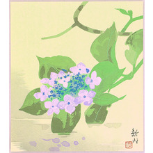 Unknown: Hydrangea - Artelino