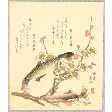 屋島岳亭: Puffer Fish and Plum Blossoms - Artelino