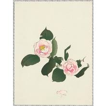 Unknown: Camellias - Artelino