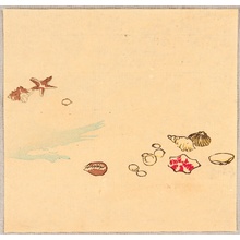 Unknown: Seashells and Seastars - Artelino