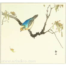 Seiko: Blue Bird - Artelino