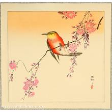 Ohara Koson: Red Bird and Cherry Blossoms - Artelino