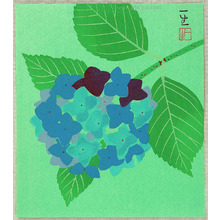 Unknown: Hydrangea - Artelino