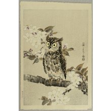 Kotozuka Eiichi: Owl and Cherry Blossoms - Artelino
