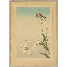 Ohara Koson: Sparrow and lily - Artelino