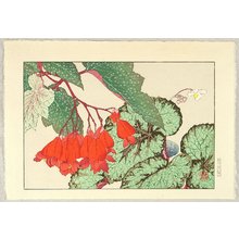 Tanigami Konan: Begonia - Artelino