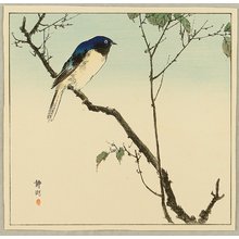 静湖: Bird on Branch - Artelino