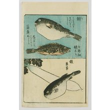 Utagawa Hiroshige: Tebiki Gusa - Puffer Fish - Artelino