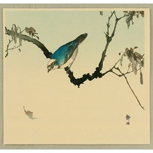 Seiko: Blue Bird - Artelino