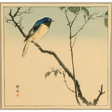 静湖: Bird on Branch - Artelino