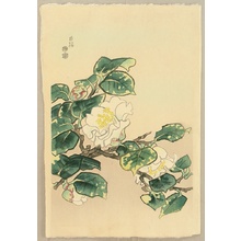 Kotozuka Eiichi: White Camellia - Artelino