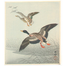 Ohara Koson, 小原古邨 (Ohara Koson)による浮世絵「Group of Mallards」