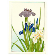 Nishimura Hodo: Iris - Artelino