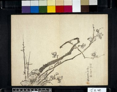 葛飾北斎: Miyama uguisu 深山鶯 (Nightingale in the Mountains) - 大英博物館