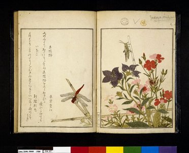 喜多川歌麿: Ehon mushi erami 画本虫撰 (Picture Book: Selected Insects) - 大英博物館